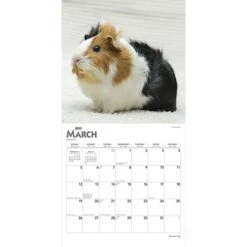 2023 BrownTrout Guinea Pigs 12" X 12" Monthly Wall Calendar, (9781975451769) 10 2023 BrownTrout Guinea Pigs 12" X 12" Monthly Wall Calendar, (9781975451769) -Bostich Shop 0FFBC494 9706 41BB 81C854699DE2D560 s7