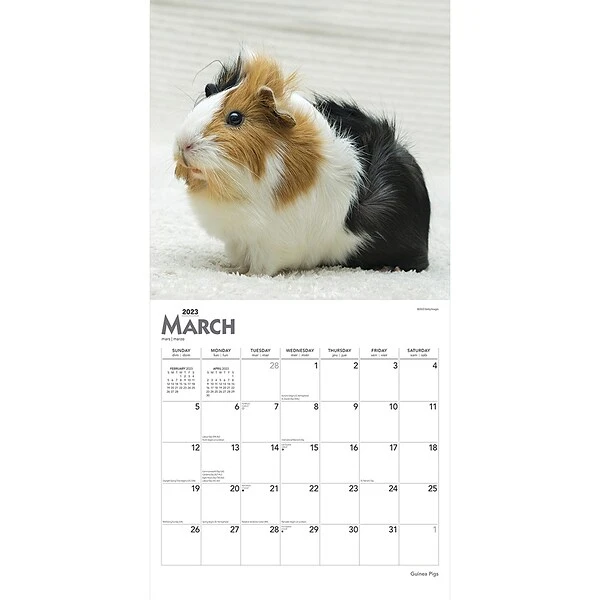 2023 BrownTrout Guinea Pigs 12" X 12" Monthly Wall Calendar, (9781975451769) 4 2023 BrownTrout Guinea Pigs 12" X 12" Monthly Wall Calendar, (9781975451769) - Image 2