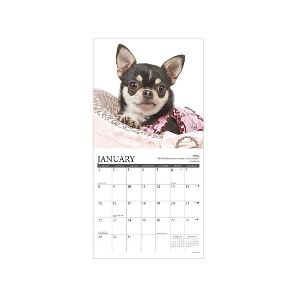 2023 Willow Creek Chihuahua Rules 7" X 7" Monthly Wall Calendar (28421) 4 2023 Willow Creek Chihuahua Rules 7" X 7" Monthly Wall Calendar (28421) - Image 2