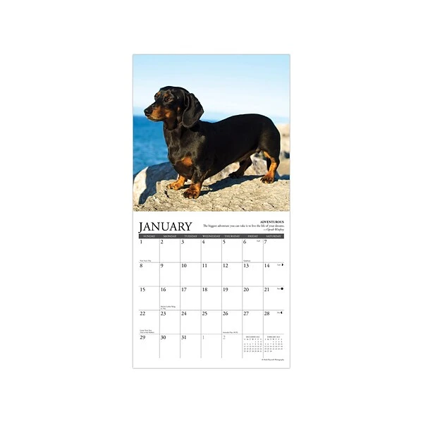 2023 Willow Creek Dachshund Rules 7" X 7" Monthly Wall Calendar (28469) 4 2023 Willow Creek Dachshund Rules 7" X 7" Monthly Wall Calendar (28469) - Image 2