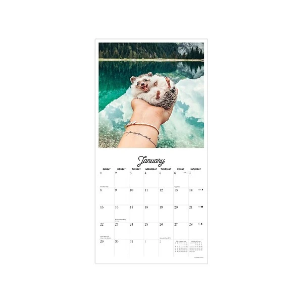 2023 Willow Creek Herbee The Hedgehog 7" X 7" Monthly Wall Calendar (28513) 4 2023 Willow Creek Herbee The Hedgehog 7" X 7" Monthly Wall Calendar (28513) - Image 2