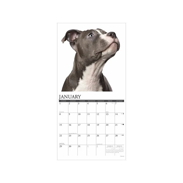 2023 Willow Creek Just American Pit Bull Terriers 12" X 12" Monthly Wall Calendar (24485) 4 2023 Willow Creek Just American Pit Bull Terriers 12" X 12" Monthly Wall Calendar (24485) - Image 2