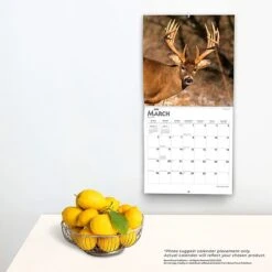 2023 BrownTrout White Tailed Deer 12" X 12" Monthly Wall Calendar (9781975449117) 11 2023 BrownTrout White Tailed Deer 12" X 12" Monthly Wall Calendar (9781975449117) -Bostich Shop 756A7EC4 575B 4C2A A30DF349BA487429 s7