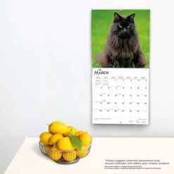 2023 BrownTrout Maine Coon Cats 12" X 12" Monthly Wall Calendar (9781975452124) -Bostich Shop 883EB3CC 4923 4EC4 9ACB949748B8184F s7