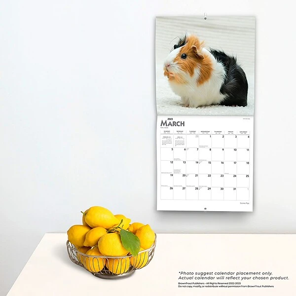 2023 BrownTrout Guinea Pigs 12" X 12" Monthly Wall Calendar, (9781975451769) 5 2023 BrownTrout Guinea Pigs 12" X 12" Monthly Wall Calendar, (9781975451769) - Image 3