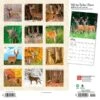 2023 BrownTrout White Tailed Deer 12" X 12" Monthly Wall Calendar (9781975449117) -Bostich Shop 978833B2 57BB 4326 B16C5B6335FB8852 s7
